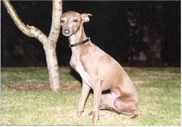 Galgo