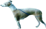 Galgo