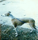Galgo
